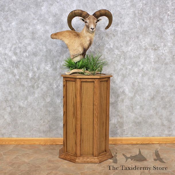 Mouflon Sheep Pedestal Mount #12324 For Sale @ The Taxidermy Store