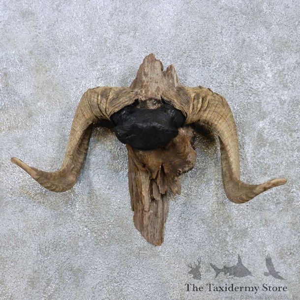 Corsican Ram Skull Cap Horn Mount For Sale #13890 For Sale @ The Taxidermy Store