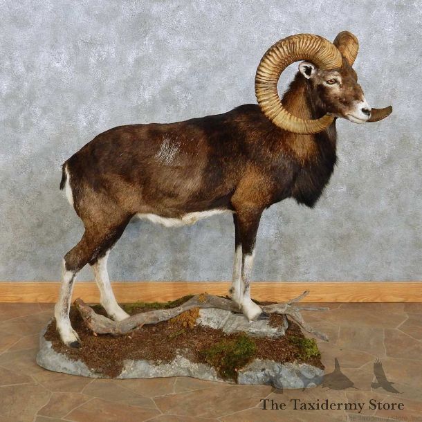 Iberian Mouflon Ram Life-Size Mount For Sale #15118 @ The Taxidermy Store