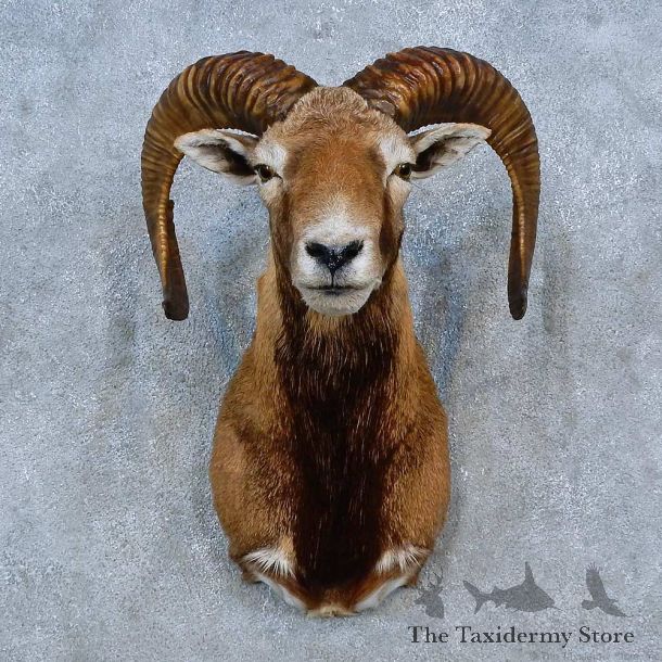 Mouflon Ram Shoulder Mount For Sale #15288 @ The Taxidermy Store