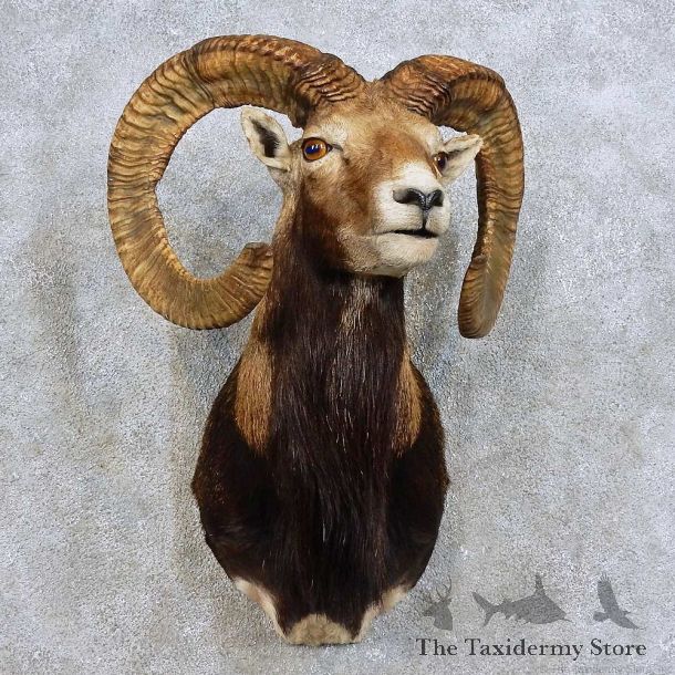 Mouflon Ram Shoulder Mount For Sale #15912 @ The Taxidermy Store