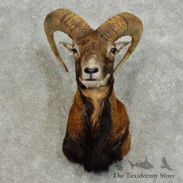 Mouflon Ram Shoulder Mount For Sale #15976 @ The Taxidermy Store
