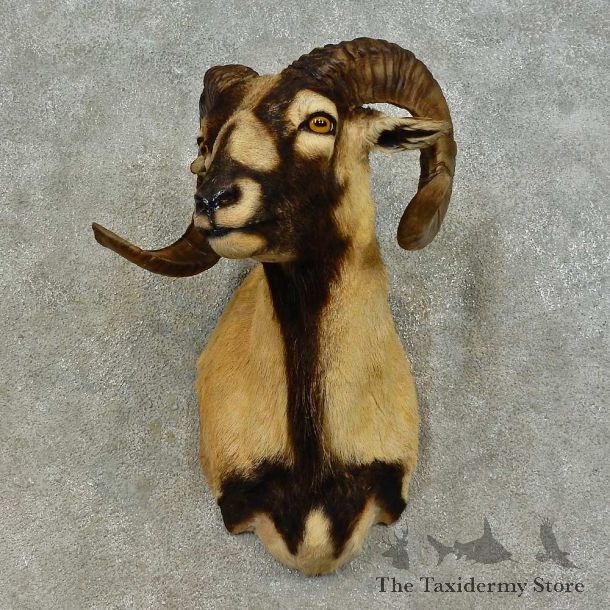 Mouflon Ram Shoulder Mount For Sale #16453 @ The Taxidermy Store
