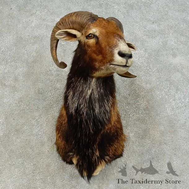 Mouflon Ram Shoulder Mount For Sale #16454 @ The Taxidermy Store