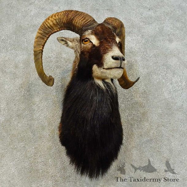 Mouflon Ram Shoulder Mount For Sale #16459 @ The Taxidermy Store