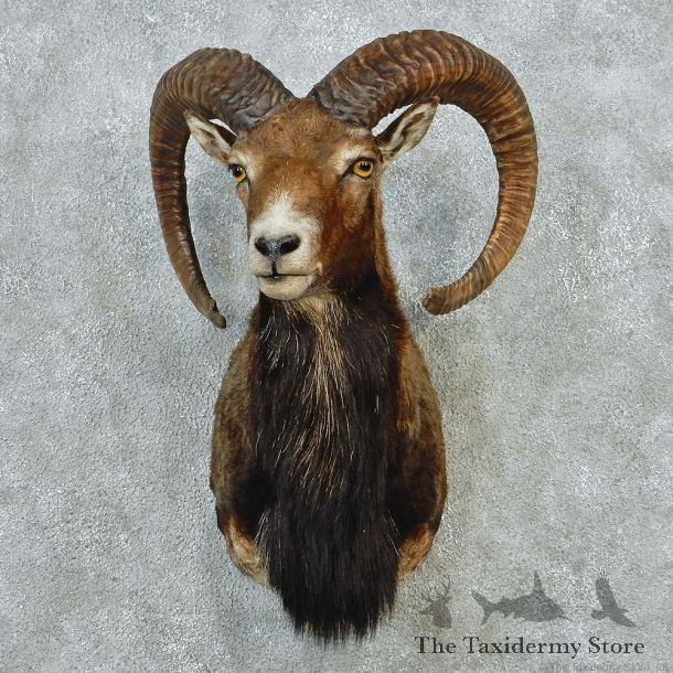 Mouflon Ram Sheep Taxidermy Shoulder Mount #12652 For Sale @ The Taxidermy Store