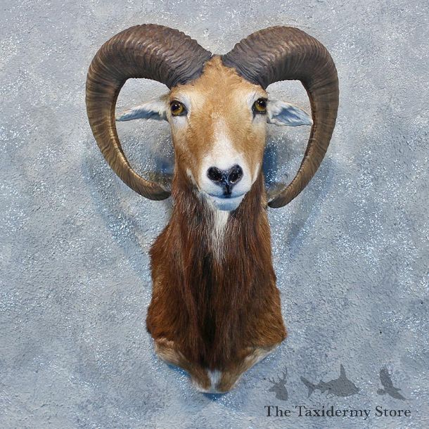 Mouflon Ram Sheep Mount #10071 For Sale @ The Taxidermy Store