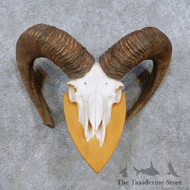 Mouflon Ram Skull European Mount For Sale #14487 @ The Taxidermy Store