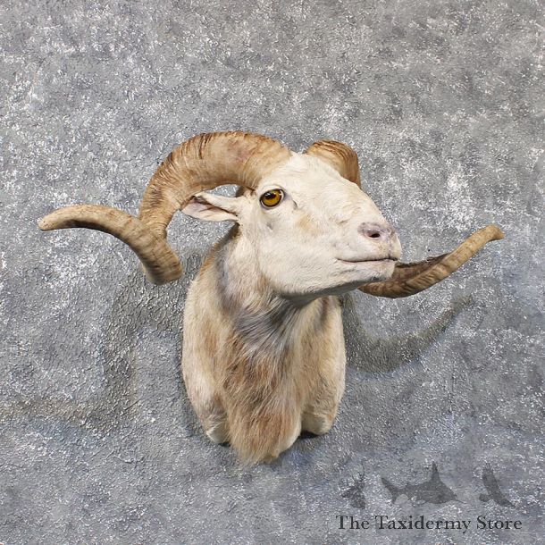 Corsican Ram Shoulder Mount #11832 For Sale @ The Taxidermy Store