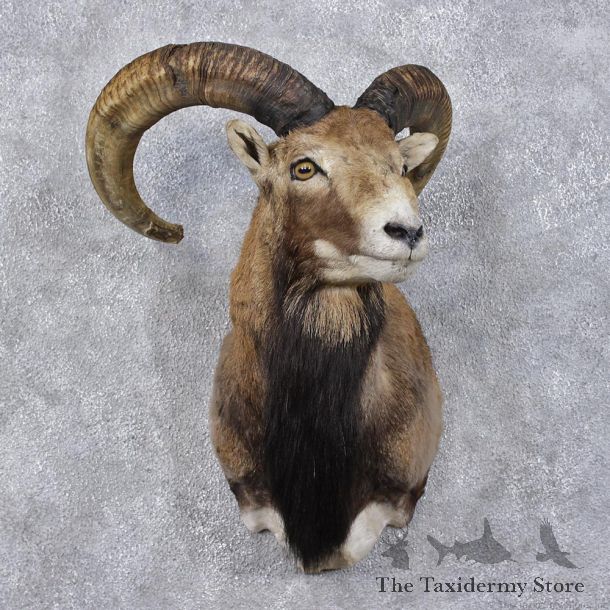 Mouflon Ram Sheep Taxidermy Shoulder Mount #12466 For Sale @ The Taxidermy Store