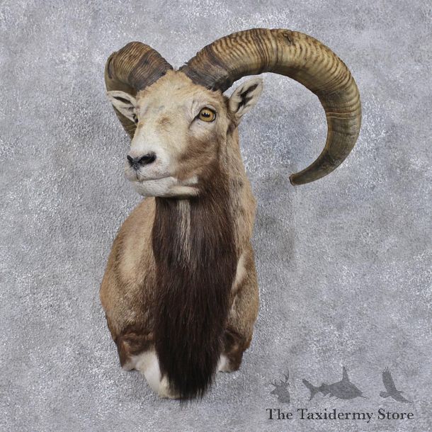 Mouflon Ram Sheep Taxidermy Shoulder Mount #12469 For Sale @ The Taxidermy Store