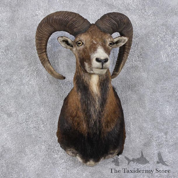 Mouflon Ram Sheep Taxidermy Shoulder Mount #12471 For Sale @ The Taxidermy Store