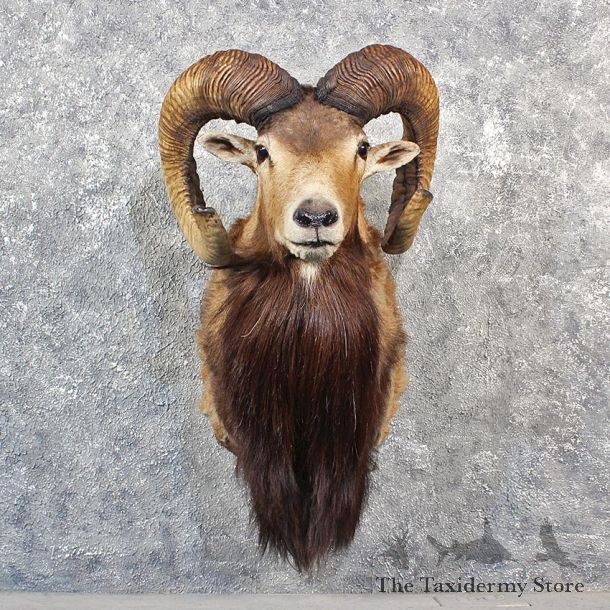 Mouflon Ram Sheep Mount #11552 - For Sale @ The Taxidermy Store