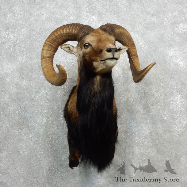 Mouflon Ram Half Life-Size Mount For Sale #18097 @ The Taxidermy Store