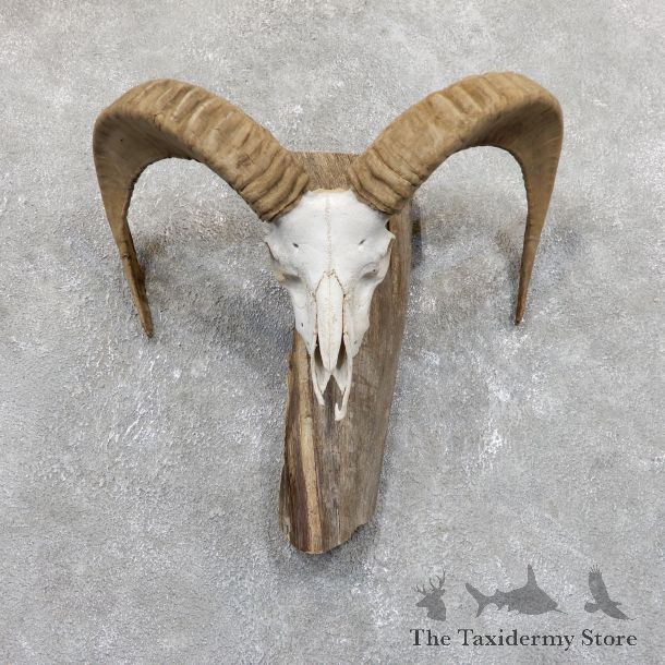 Mouflon Ram Horn Taxidermy Mount For Sale #19531 For Sale @ The Taxidermy Store