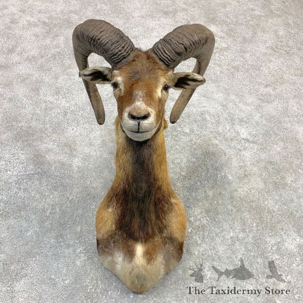 Mouflon Ram Shoulder Mount For Sale #23124 @ The Taxidermy Store
