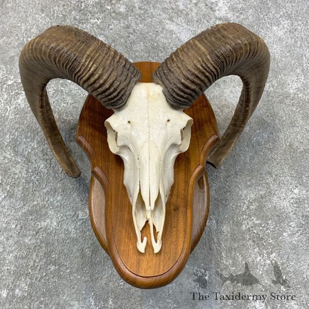 Mouflon Ram Skull Taxidermy Mount For Sale #23435 @ The Taxidermy Store