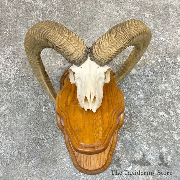 Mouflon Ram Skull Taxidermy Mount For Sale #26603 @ The Taxidermy Store