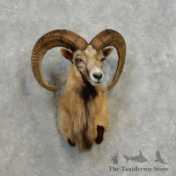 Mouflon Ram Shoulder Mount For Sale #17171 @ The Taxidermy Store