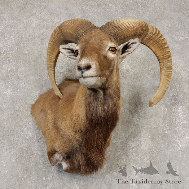 Mouflon Ram Wall Pedestal Mount For Sale #21449 @ The Taxidermy Store