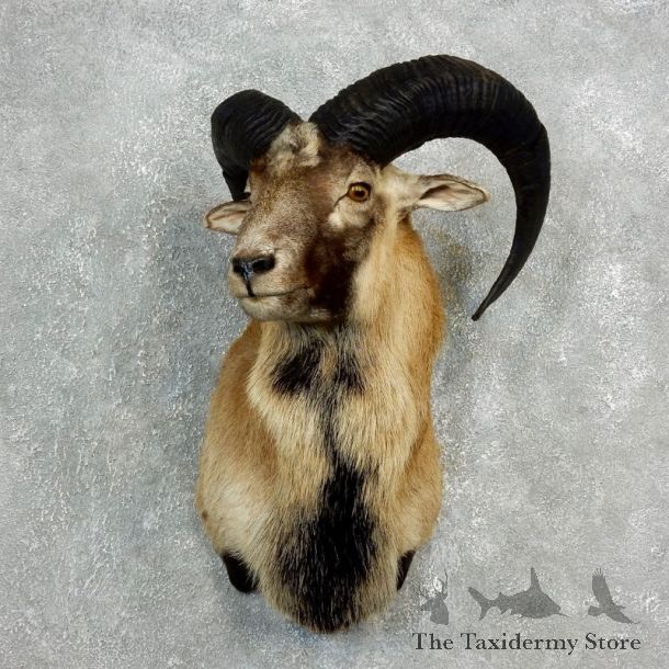 Mouflon Ram Shoulder Mount For Sale #17814 @ The Taxidermy Store