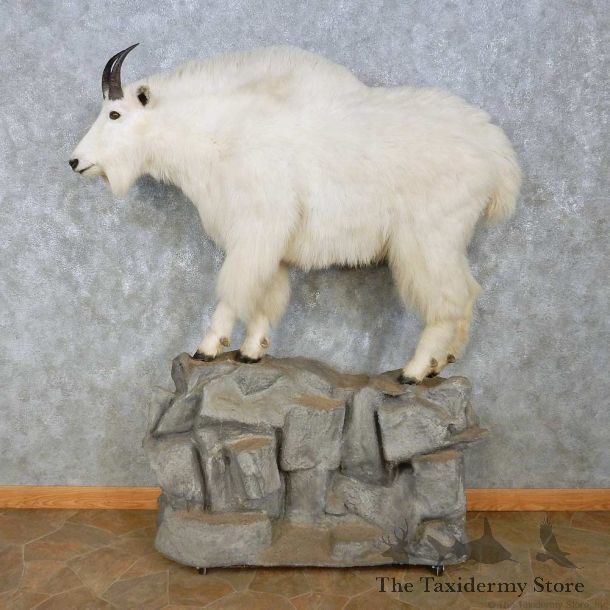 Mountain Goat Life-Size Mount For Sale #15084 @ The Taxidermy Store