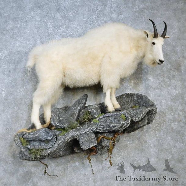 Mountain Goat Life-Size Mount For Sale #15124 @ The Taxidermy Store