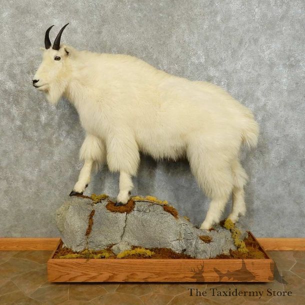 Mountain Goat Life-Size Mount For Sale #16223 @ The Taxidermy Store
