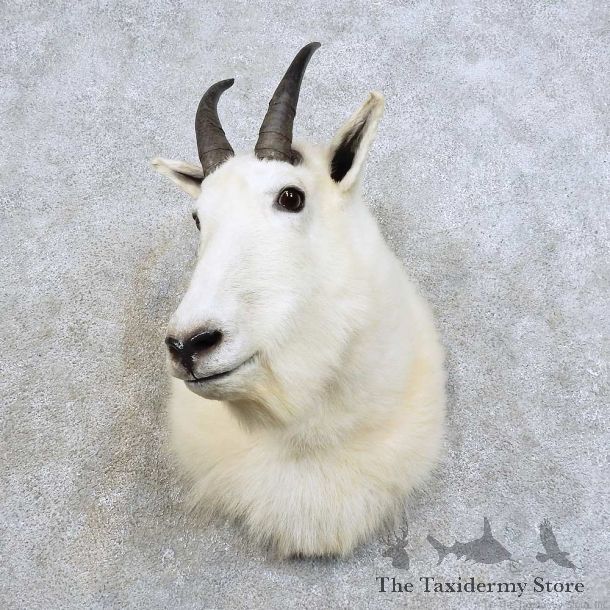 Mountain Goat Shoulder Mount For Sale #15973 @ The Taxidermy Store