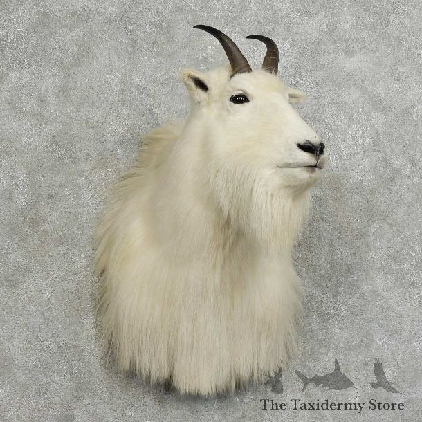 Mountain Goat Shoulder Mount For Sale #16094 @ The Taxidermy Store
