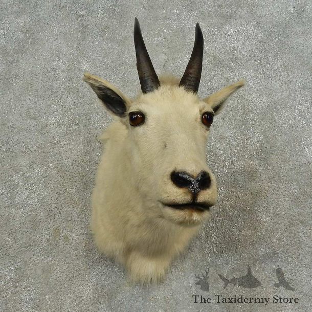 Mountain Goat Shoulder Mount For Sale #16728 @ The Taxidermy Store