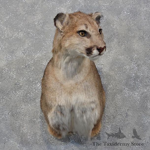 Mountain Lion Cougar Shoulder Mount #12177- For Sale @ The Taxidermy Store