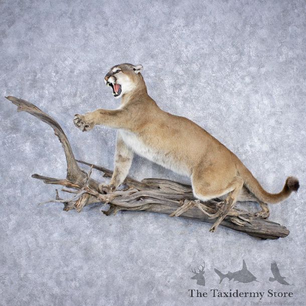 Striking Mountain Lion Taxidermy Cougar Mount #12616 For Sale @ The Taxidermy Store