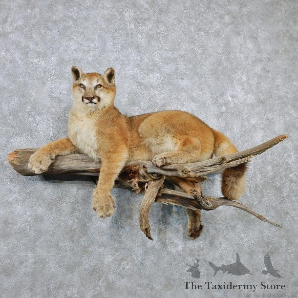 Laying Mountain Lion Taxidermy Cougar Mount #12595 For Sale @ The Taxidermy Store