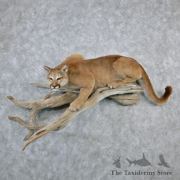Laying Mountain Lion Taxidermy Cougar Mount #12598 For Sale @ The Taxidermy Store