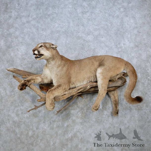 Mountain Lion Life Size Mount For Sale #14473 @ The Taxidermy Store
