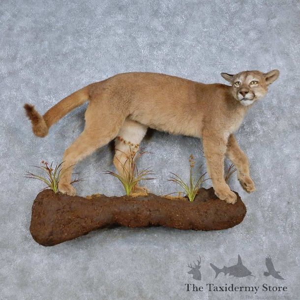 Mountain Lion Life-Size Mount For Sale #14579 @ The Taxidermy Store