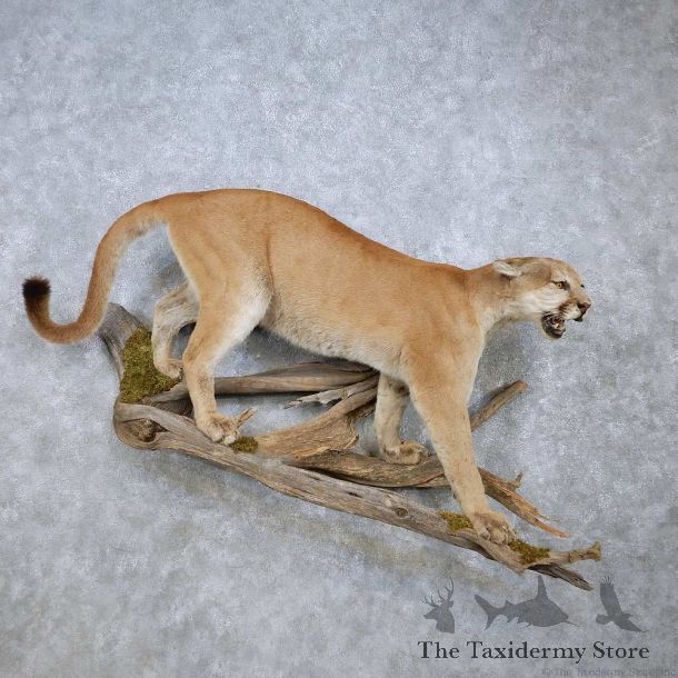 Mountain Lion Life-Size Mount For Sale #14581 @ The Taxidermy Store