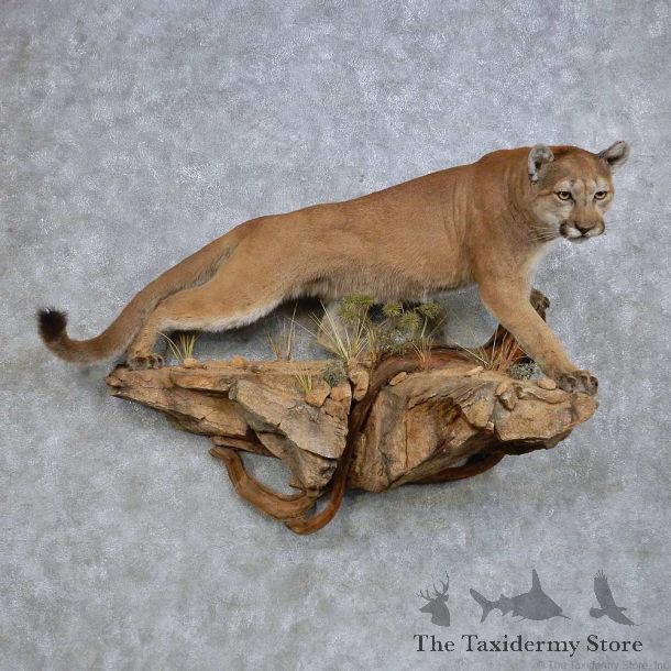 Perched Mountain Lion/Cougar Taxidermy Mount For Sale
