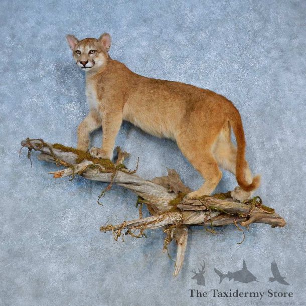 Mountain Lion Life-Size Mount For Sale #15511 @ The Taxidermy Store