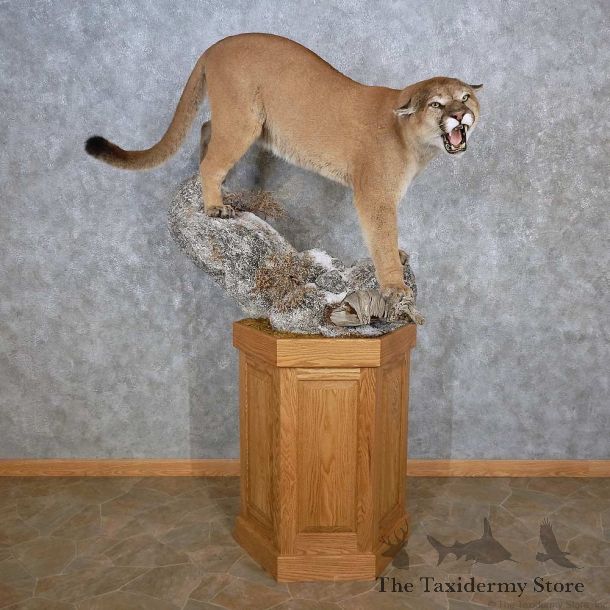 Mountain Lion Pedestal Mount For Sale #15642 @ The Taxidermy Store