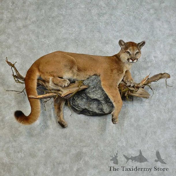 Mountain Lion Life-Size Mount For Sale #16129 @ The Taxidermy Store
