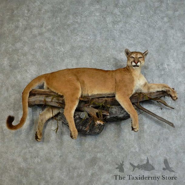 Mountain Lion Life-Size Mount For Sale #16139 @ The Taxidermy Store