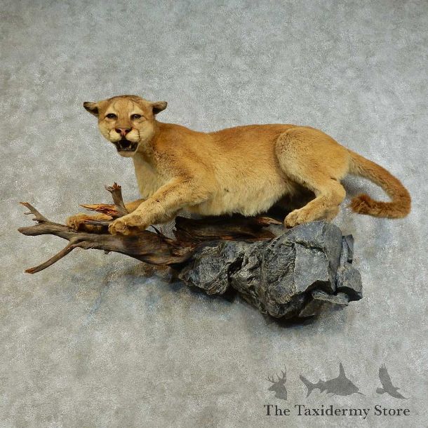 Mountain Lion Life-Size Mount For Sale #16282 @ The Taxidermy Store