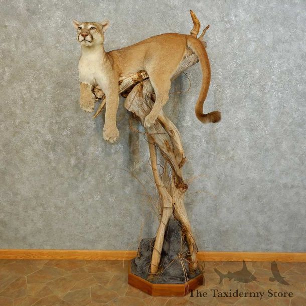 Mountain Lion Life-Size Mount For Sale #16481 @ The Taxidermy Store