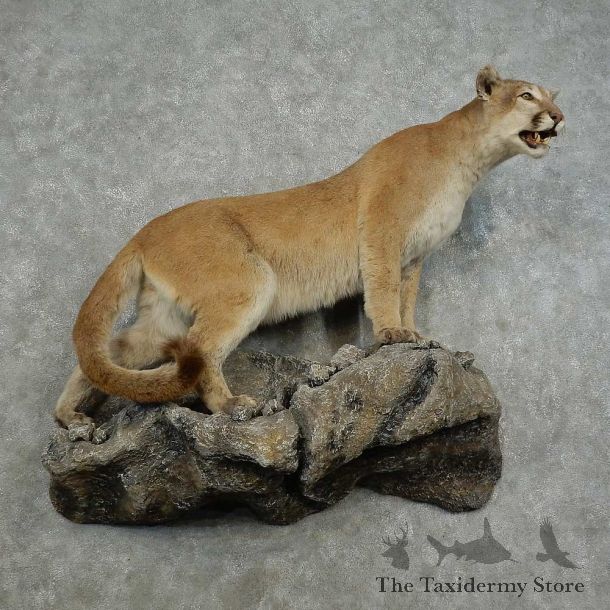 Mountain Lion Life-Size Mount For Sale #16868 @ The Taxidermy Store