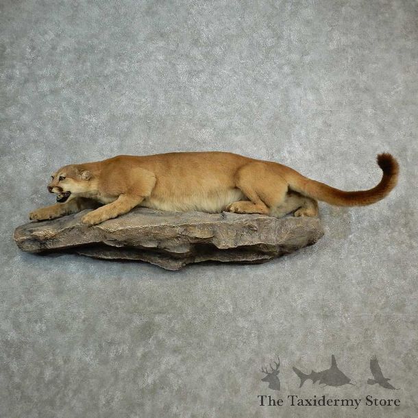 Mountain Lion Life-Size Mount For Sale #16982 @ The Taxidermy Store