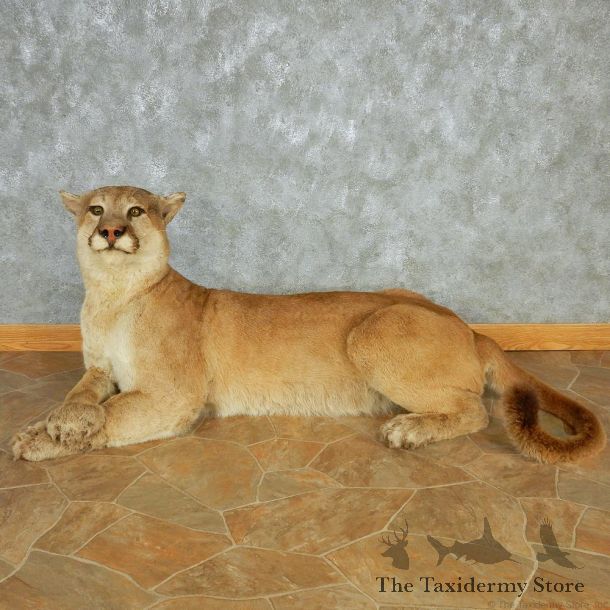 Laying Mountain Lion Life-Size Mount #13020 For Sale @ The Taxidermy Store
