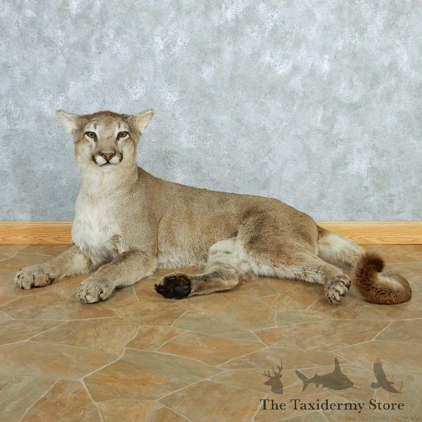 Mountain Lion Life-Size Taxidermy Mount #13287 For Sale @ The Taxidermy Store