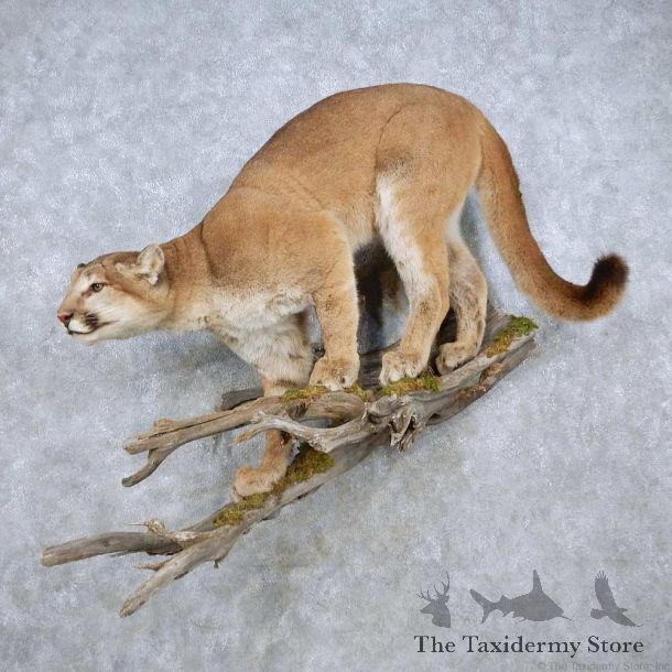 Mountain Lion Life-Sze Mount For Sale #14892 @ The Taxidermy Store